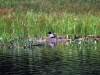 AWing-loon nest 4