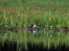 AWing-loon nest down position defensive