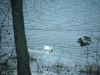 Trumpeter or Tundra Swan