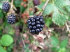 blackberry01