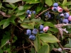 blueberries01