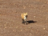 fox_in_blueberry_field01