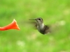 hummingbird01