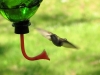 hummingbird03