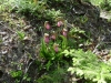 lady_slippers_001