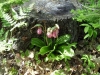 lady_slippers_002