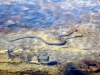 water-snake-001.jpg