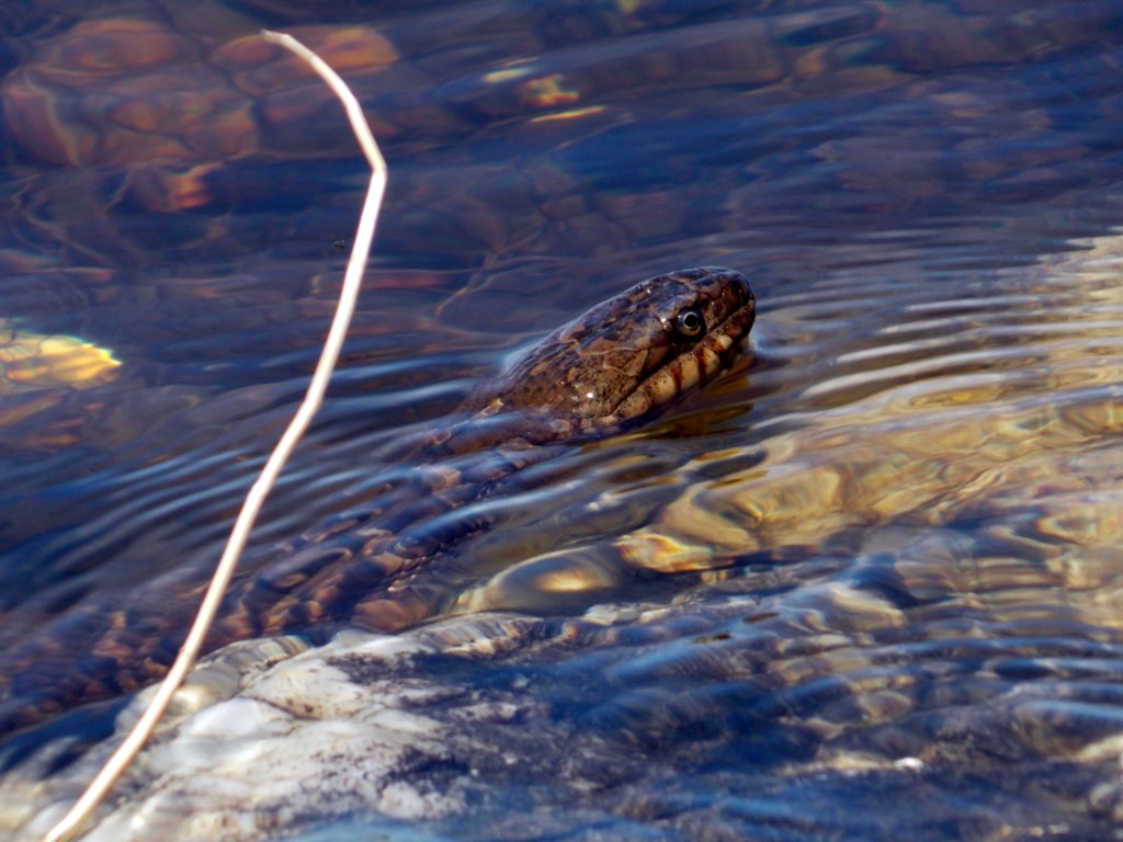 water-snake-002.jpg