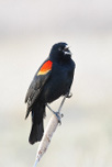 red-winged-blackbird-thumb
