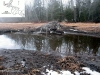 beaver_lodge_spring_2012
