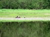 nesting_loons03