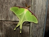 luna_moth01