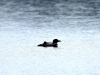DSC_4399_loon-compressed