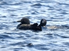 DSC_4456_loons_compressed