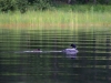 DSC_4600_loons_compressed
