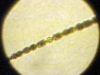 anabena03