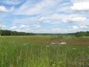 marsh_looking_north