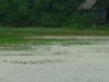 nesting_loons06032012_01