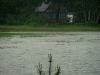 nesting_loons06032012_02