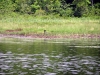 nesting_loons06212012_03