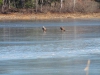 eagles-on-the-ice01