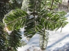 ice_storm_december2013-01