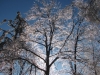 ice_storm_december2013-02