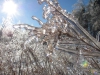ice_storm_december2013-03