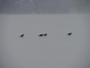 turkeys_on_ice