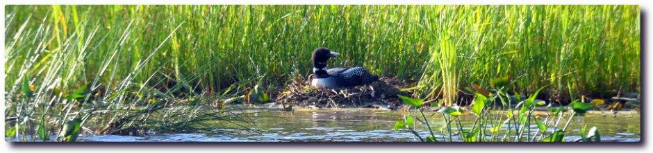 Clary Lake Association