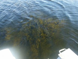Elodea nuttallii in Clary Lake growing to the surface in 7' of water. Photograph by George Fergusson 15 July 2016