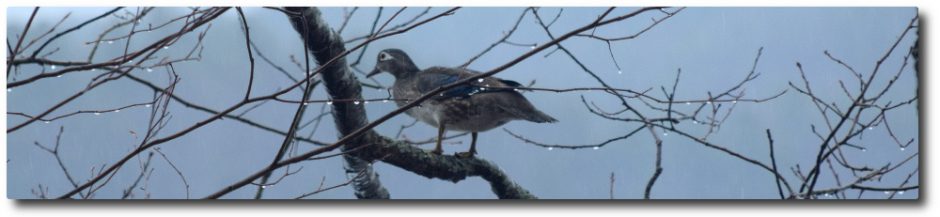 Clary Lake Association