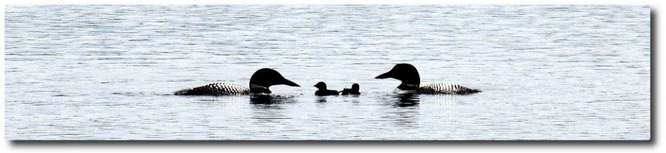 Clary Lake Association