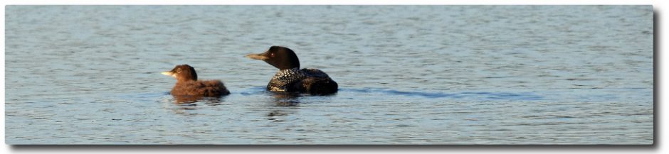 Clary Lake Association