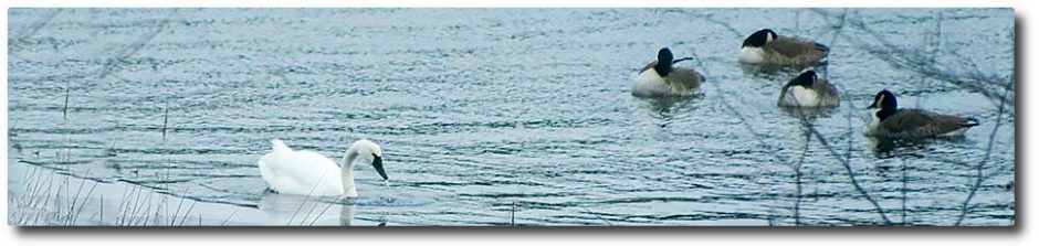 Clary Lake Association