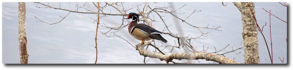 Clary Lake Association