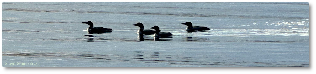 Clary Lake Association